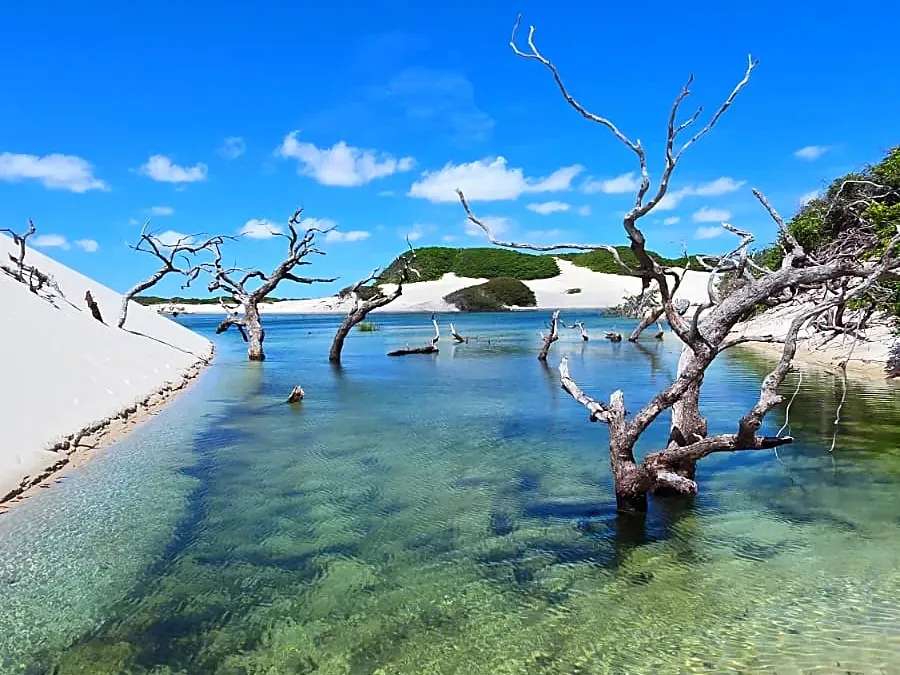 Água rasa e cristalina de uma lagoa com galhos secos emergindo, dunas ao fundo