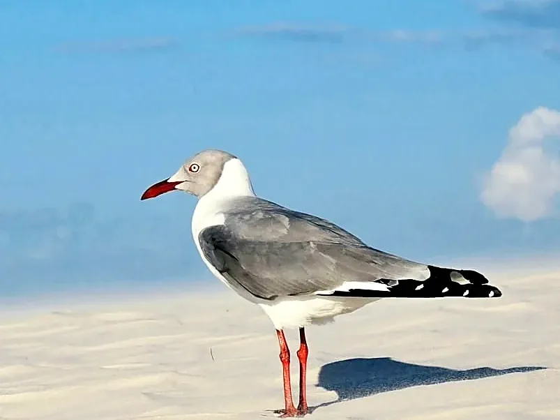 Ave pousada na areia branca perto de Atins, com o mar ao fundo